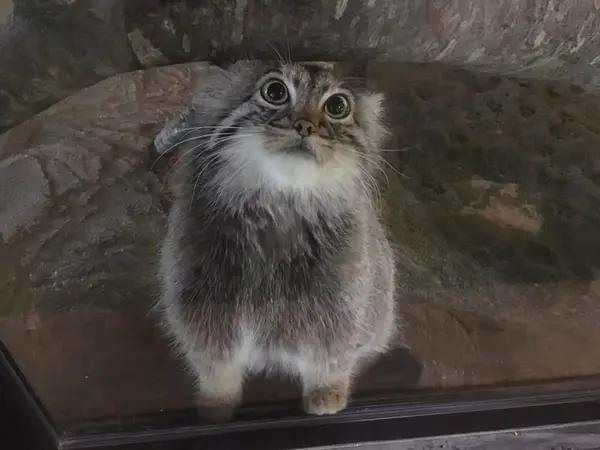A photograph of a Pallas's cat
