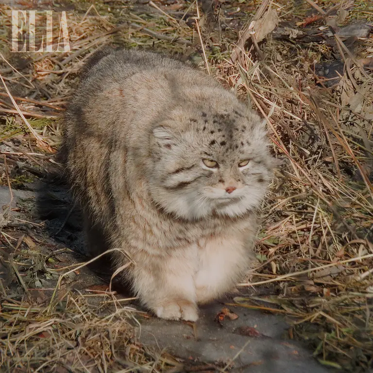 A photograph of Olaf in Calgary Zoo / Wilder Institute