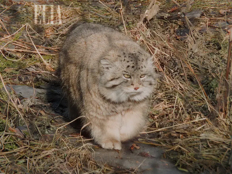 A photograph of Olaf in Calgary Zoo / Wilder Institute