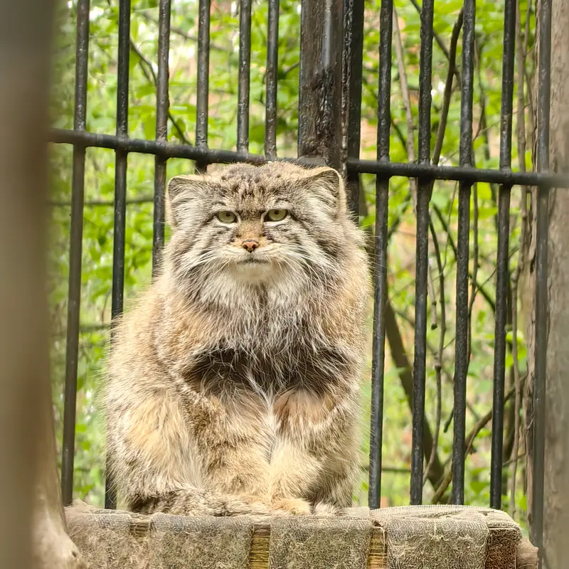 A photograph of Sylvester in Novosibirsk Zoo