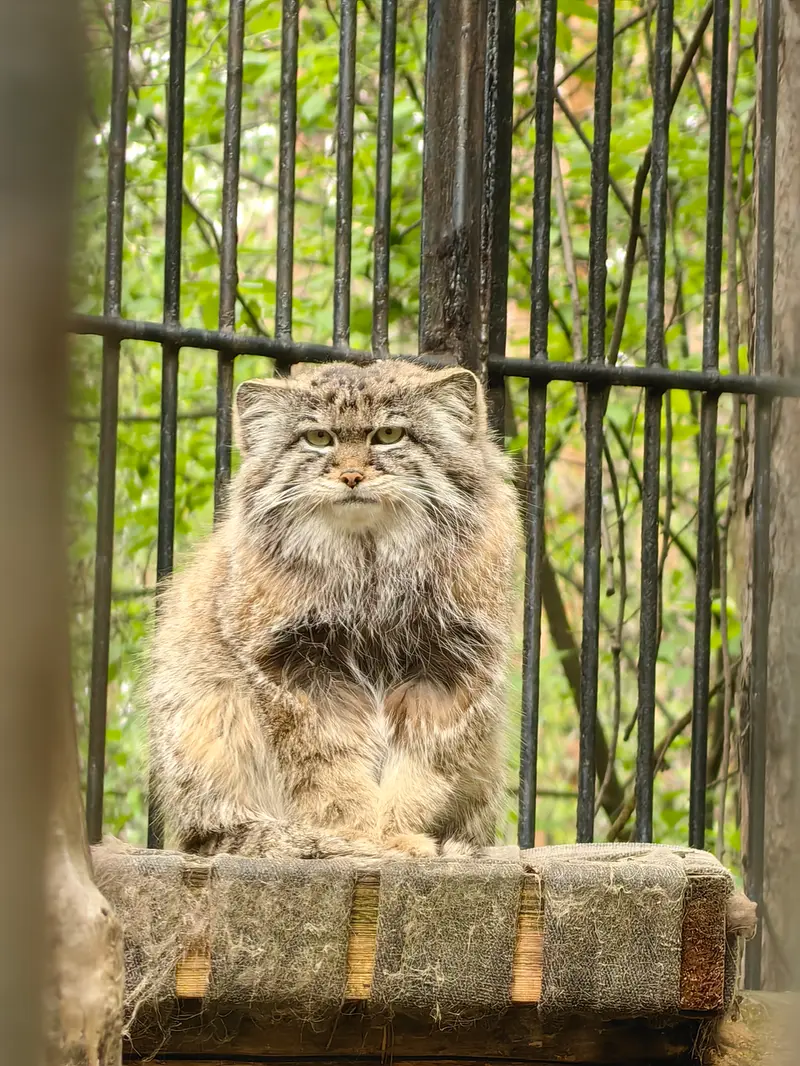 A photograph of Sylvester in Novosibirsk Zoo