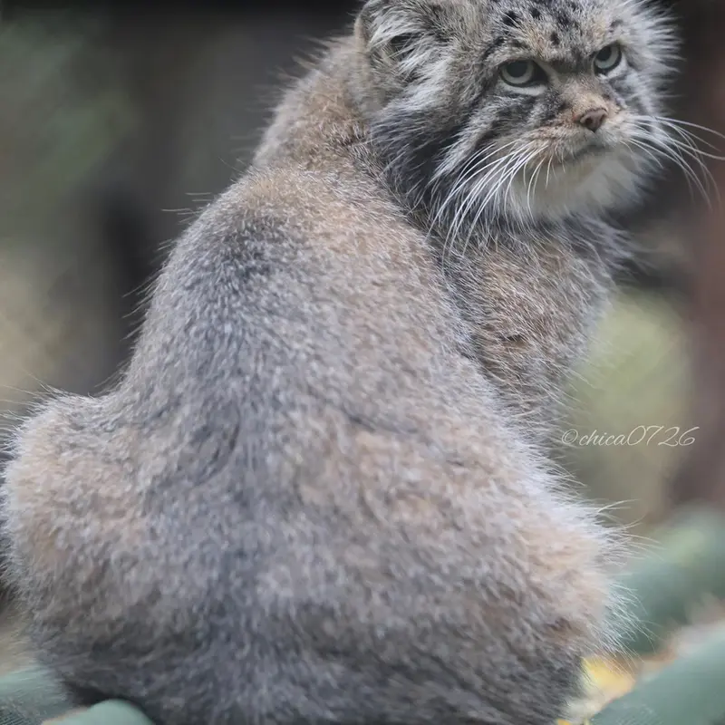 A photograph of George in Novosibirsk Zoo