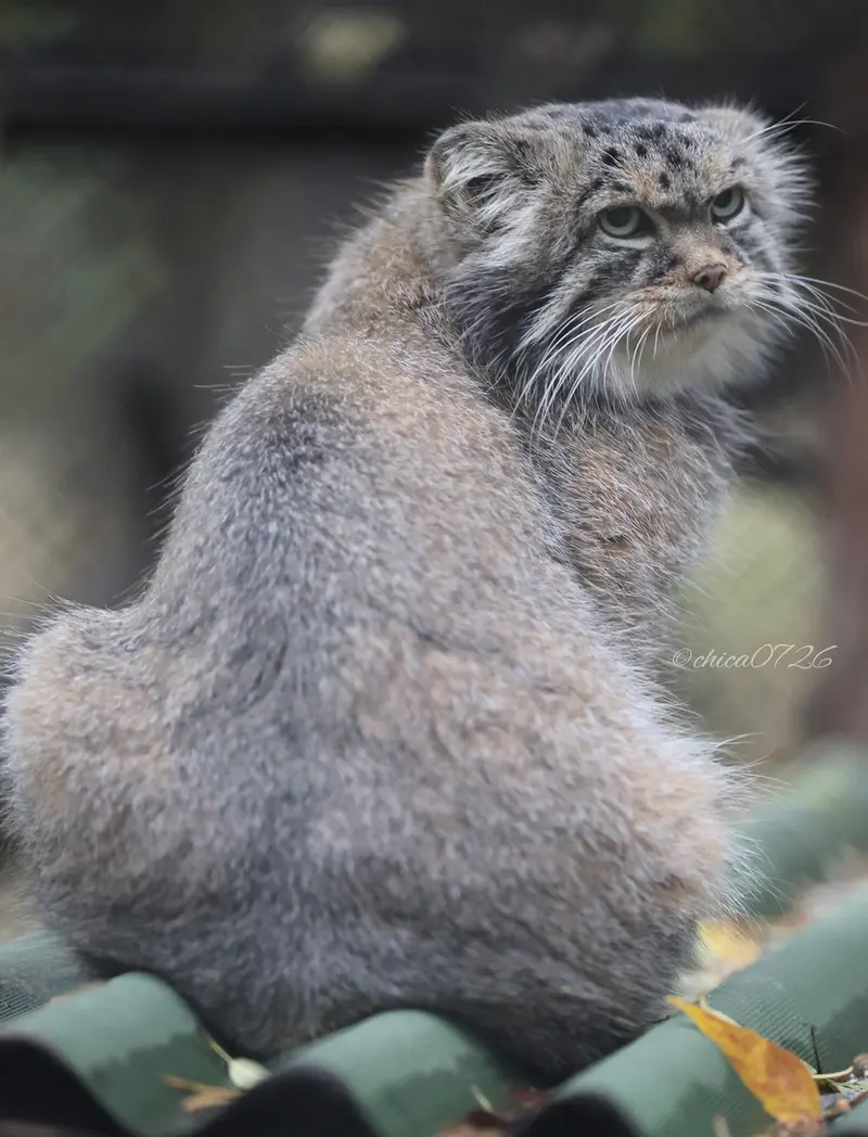 A photograph of George in Novosibirsk Zoo