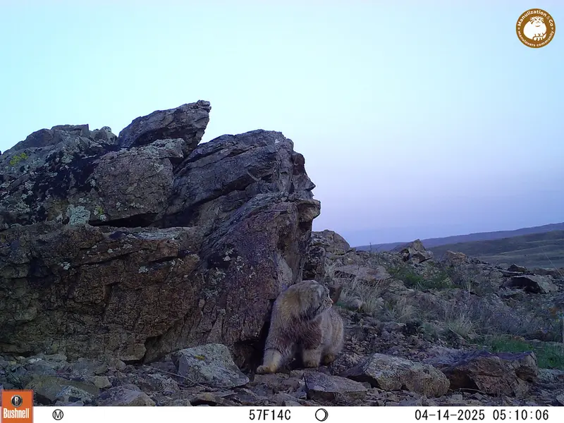 A photograph of Otocolobus manul manul from Karashoky camera trap
