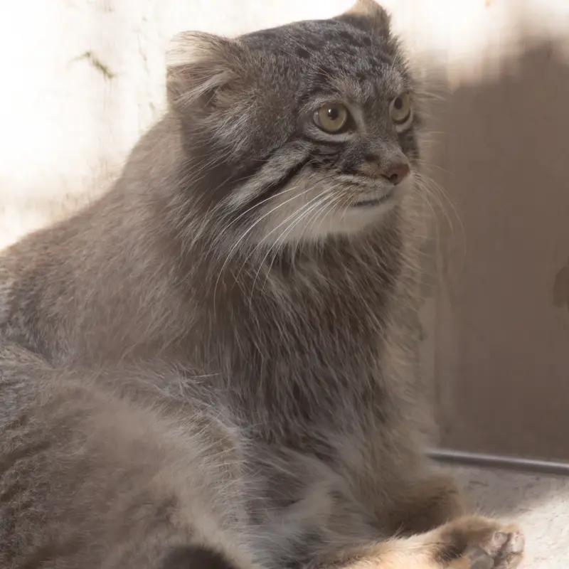 A photograph of Figa in Nogeyama Zoo