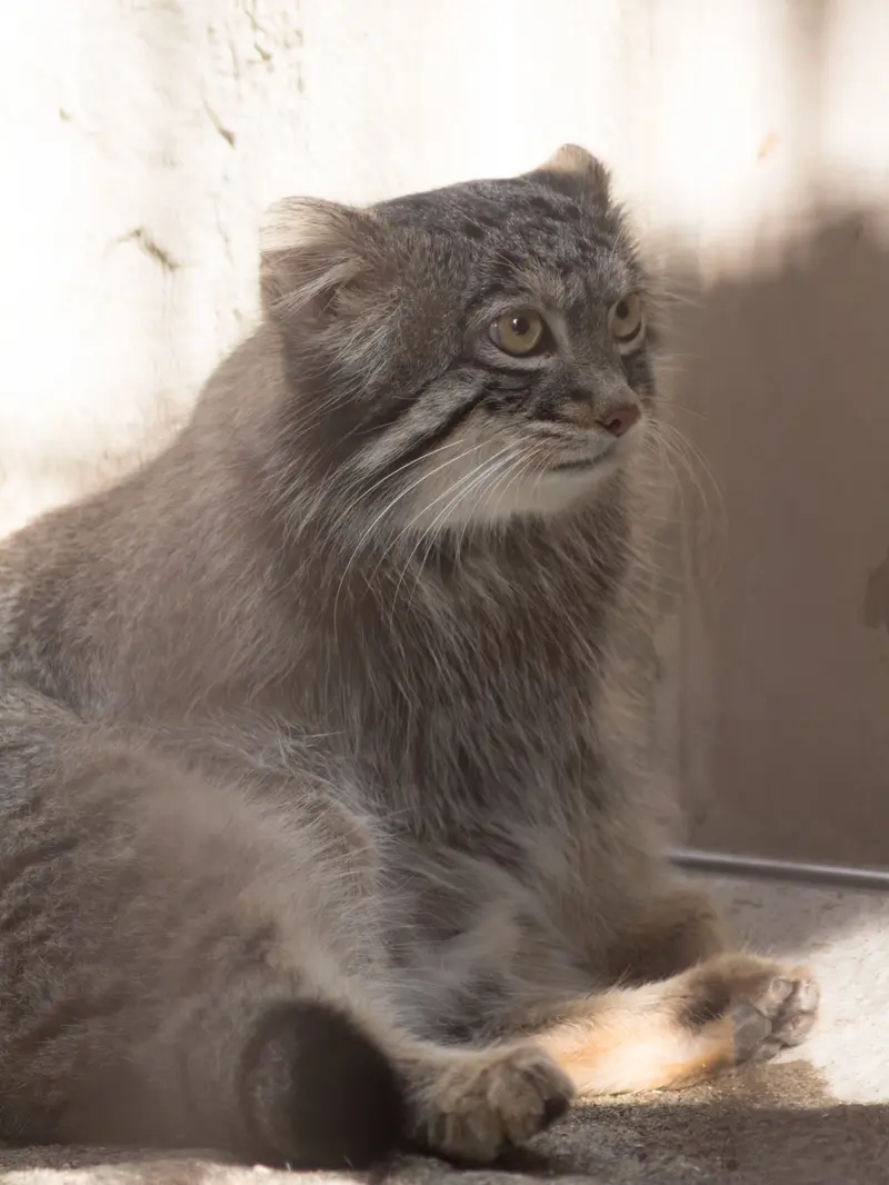 A photograph of Figa in Nogeyama Zoo