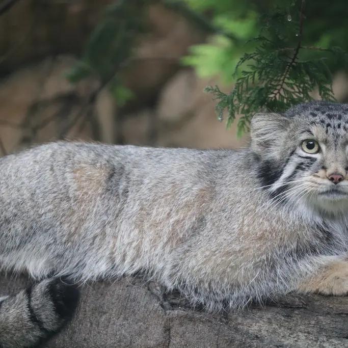 A photograph of Nagomu in Nasu Animal Kingdom