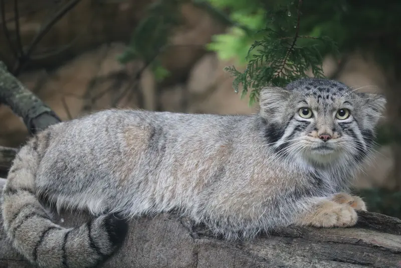 A photograph of Nagomu in Nasu Animal Kingdom
