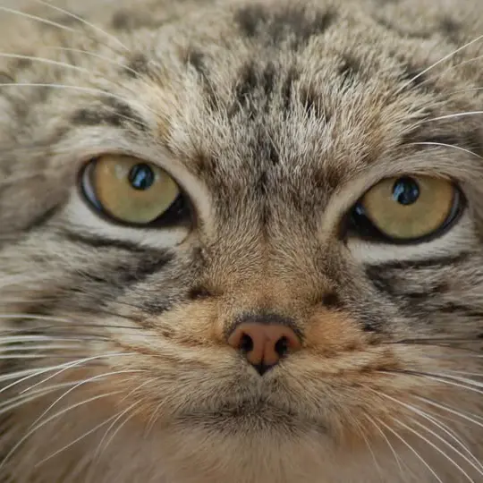 A photograph of Nadia in Cheyenne Mountain Zoo