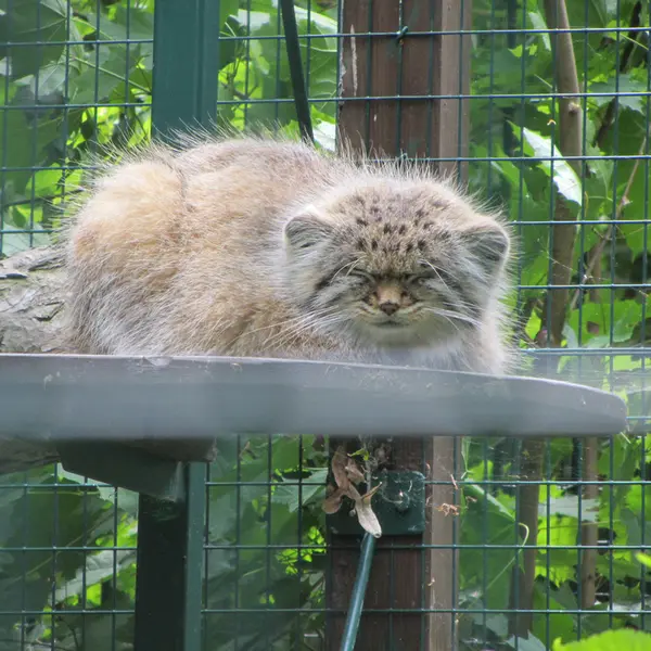 A photograph of Manni in Dessau Zoo
