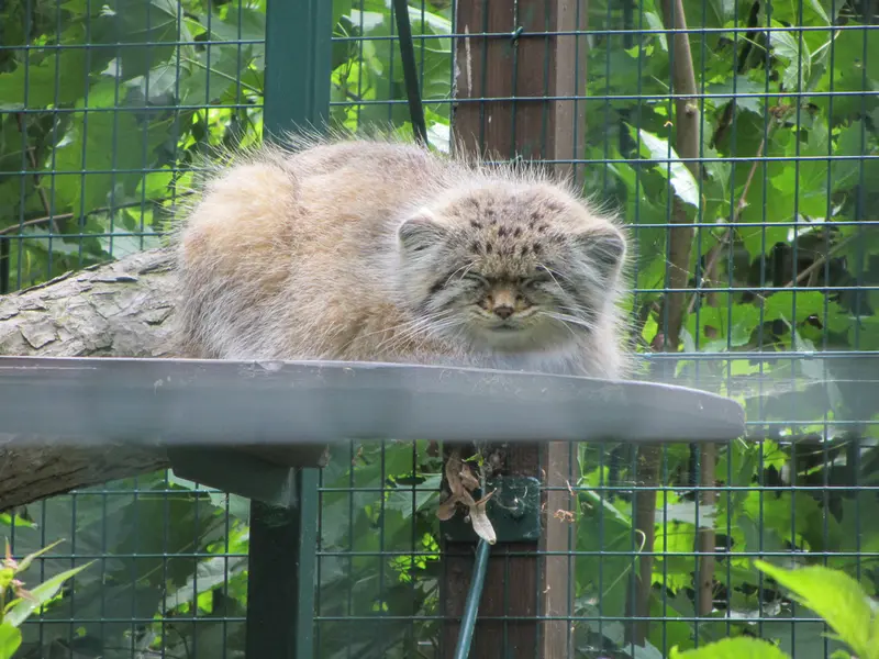 A photograph of Manni in Dessau Zoo