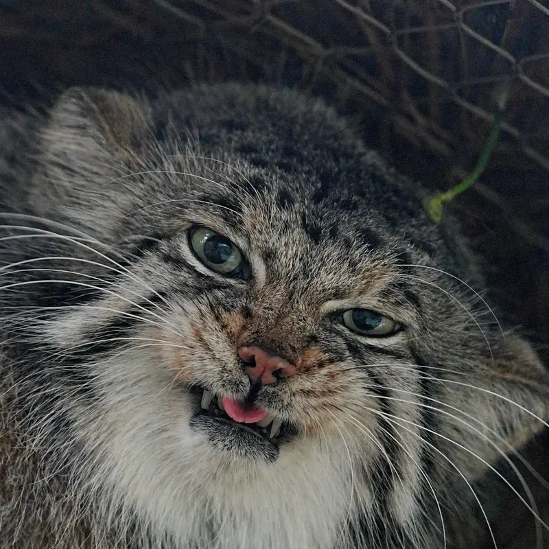 A photograph of Az in Kobe Animal Kingdom