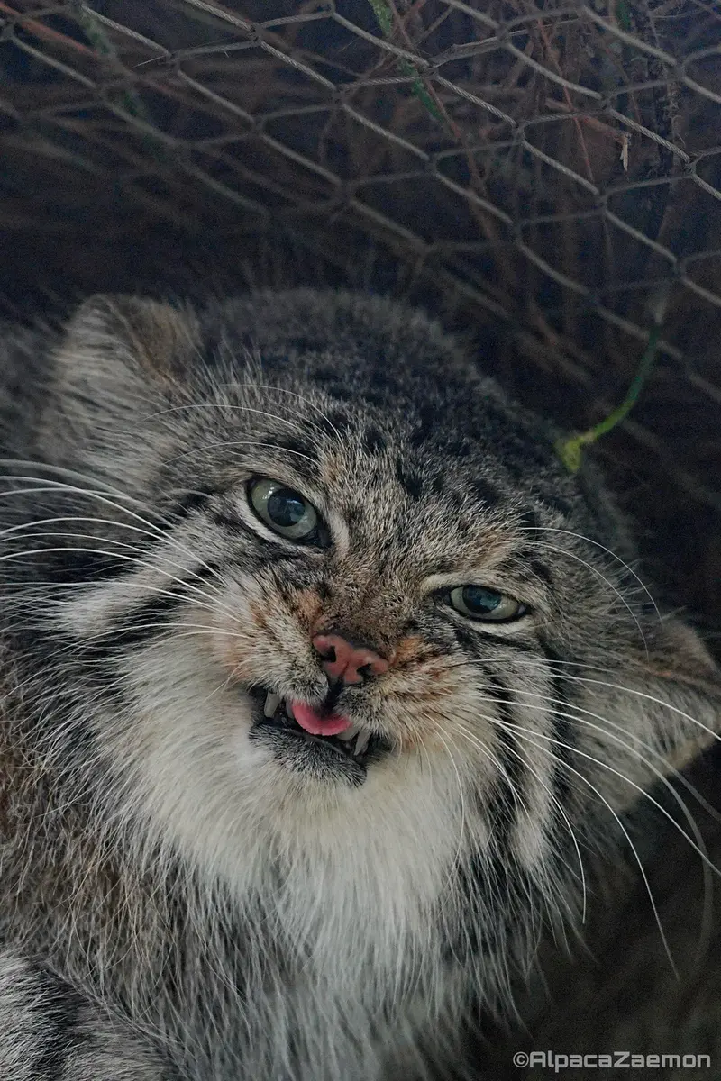 A photograph of Az in Kobe Animal Kingdom