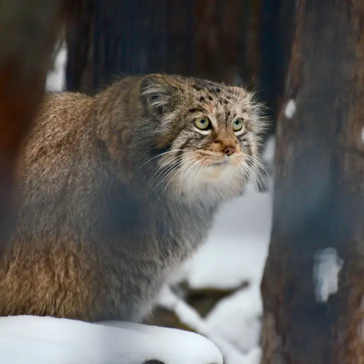 A photograph of Sheb in Novosibirsk Zoo