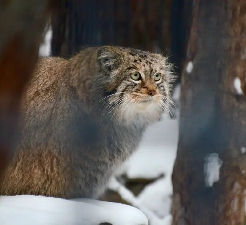A photograph of Sheb in Novosibirsk Zoo