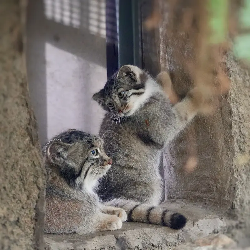 A photograph of Az and Nagi in Kobe Animal Kingdom