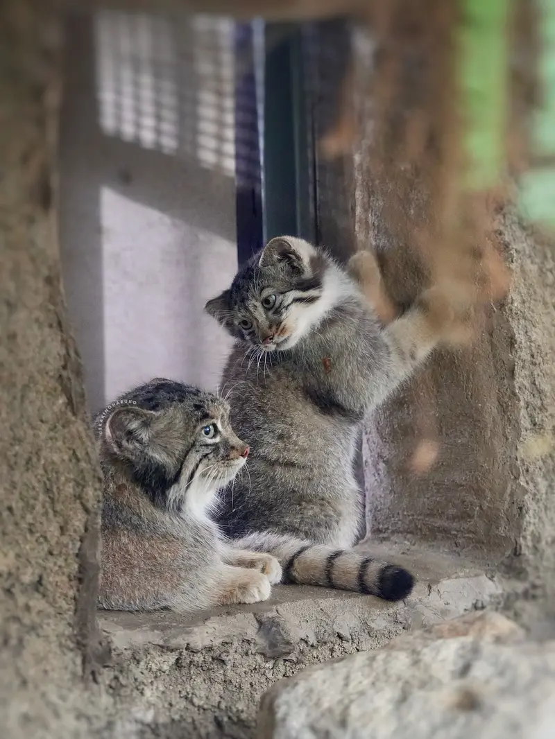 A photograph of Az and Nagi in Kobe Animal Kingdom