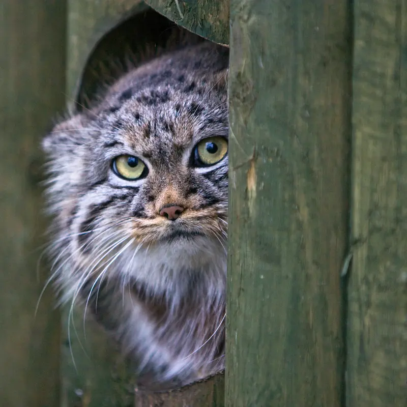 A photograph of Tula in The Big Cat Sanctuary