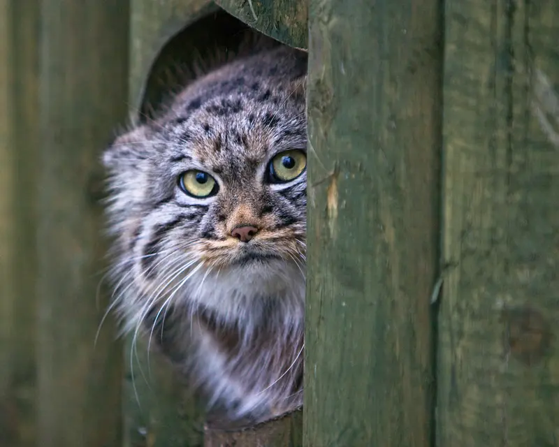 A photograph of Tula in The Big Cat Sanctuary