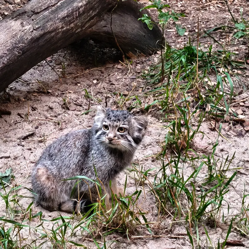 A photograph of Kitten of Eve b.2026   Ⅳ in Novosibirsk Zoo