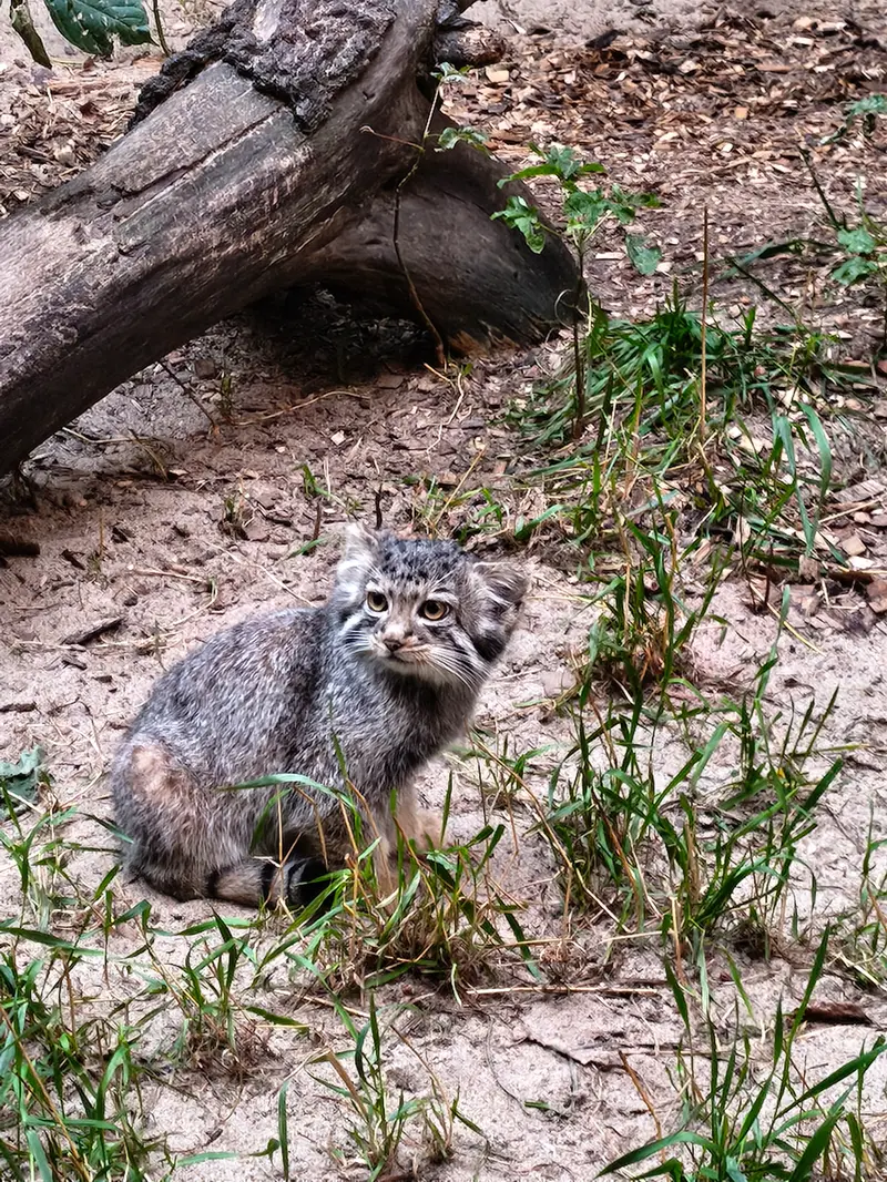 A photograph of Kitten of Eve b.2026   Ⅳ in Novosibirsk Zoo