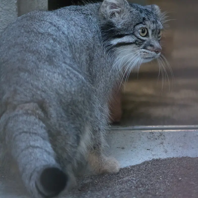 A photograph of Figa in Nogeyama Zoo