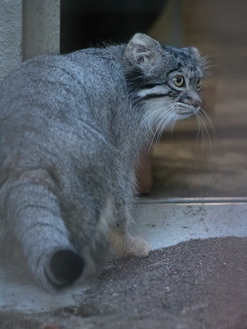 A photograph of Figa in Nogeyama Zoo