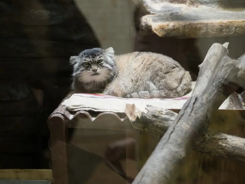 A photograph of Primula in Ueno Zoological Gardens