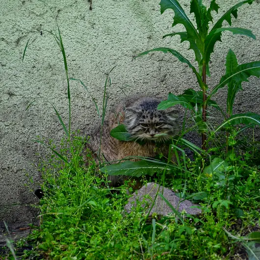 A photograph of Bohus in Budapest Zoo &amp; Botanical Garden