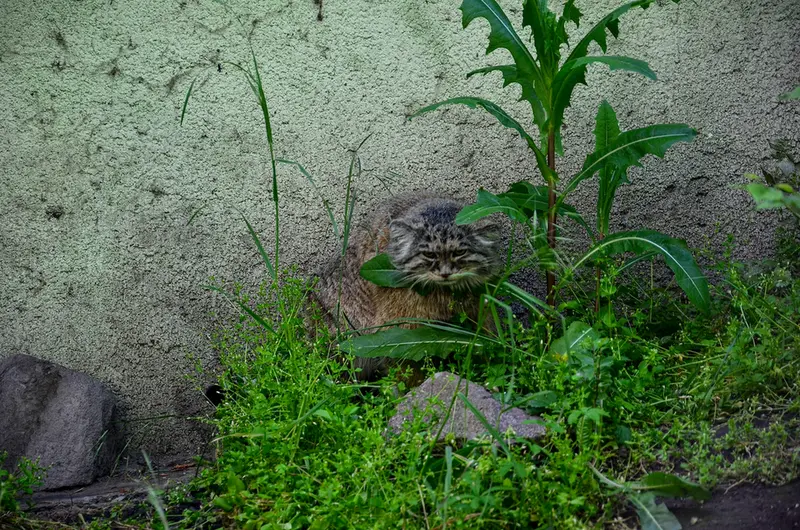 A photograph of Bohus in Budapest Zoo &amp; Botanical Garden