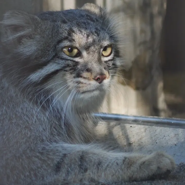 A photograph of Figa in Nogeyama Zoo