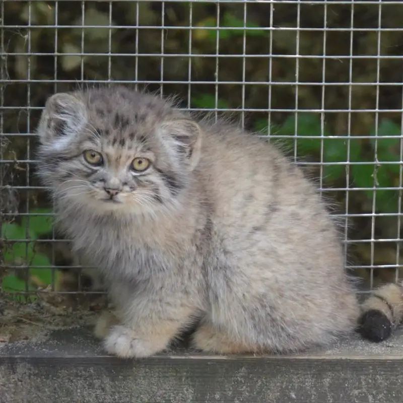 News from Košice Zoo: Alani and Aysen have had kittens! 😻