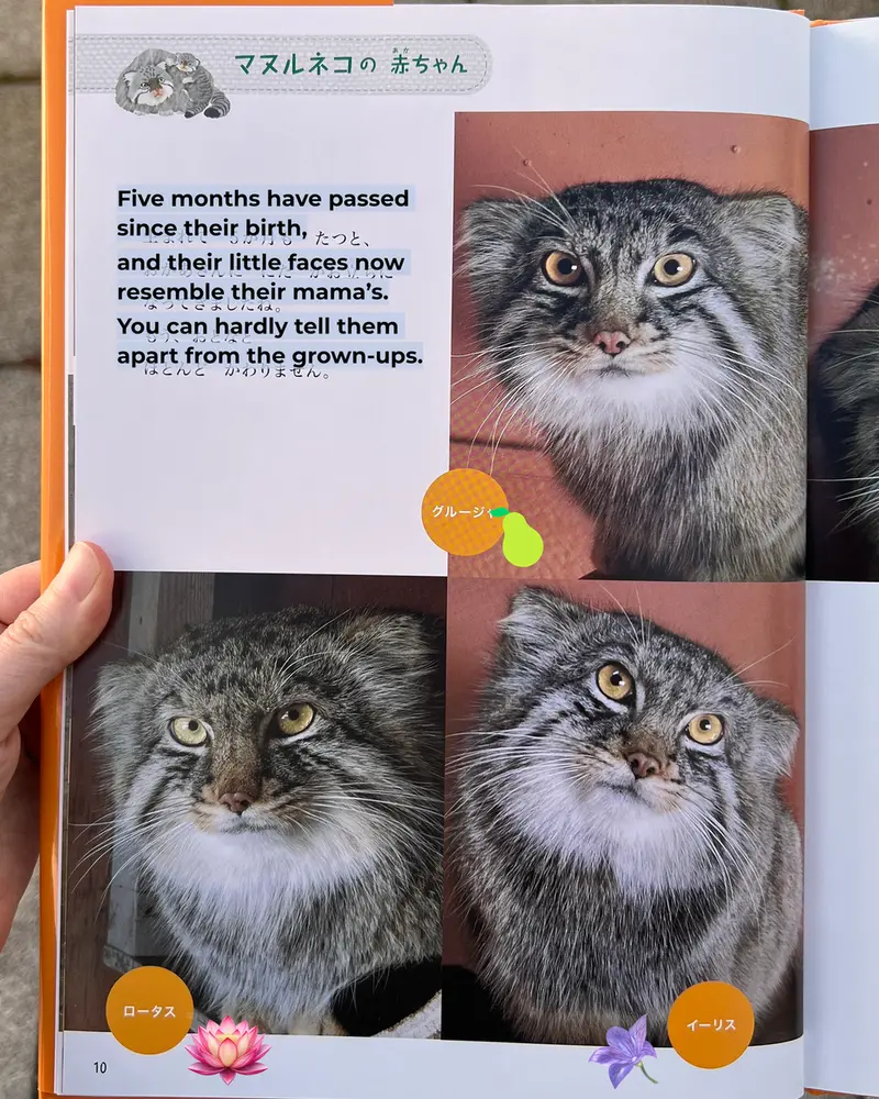 A photograph of a Pallas's cat