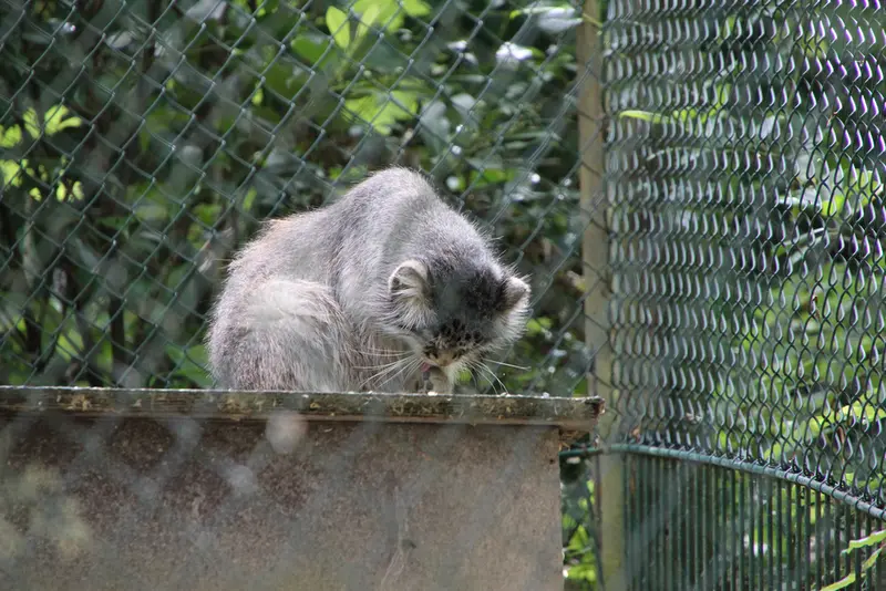A photograph of Batu in Opel Zoo