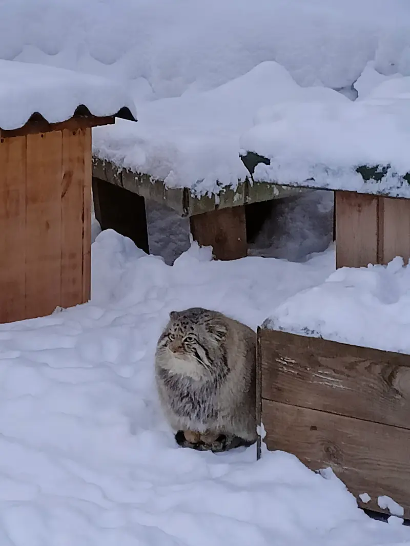 A photograph of a Pallas's cat in Novosibirsk Zoo