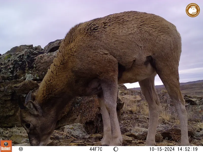 A photograph of Argali from Karashoky camera trap