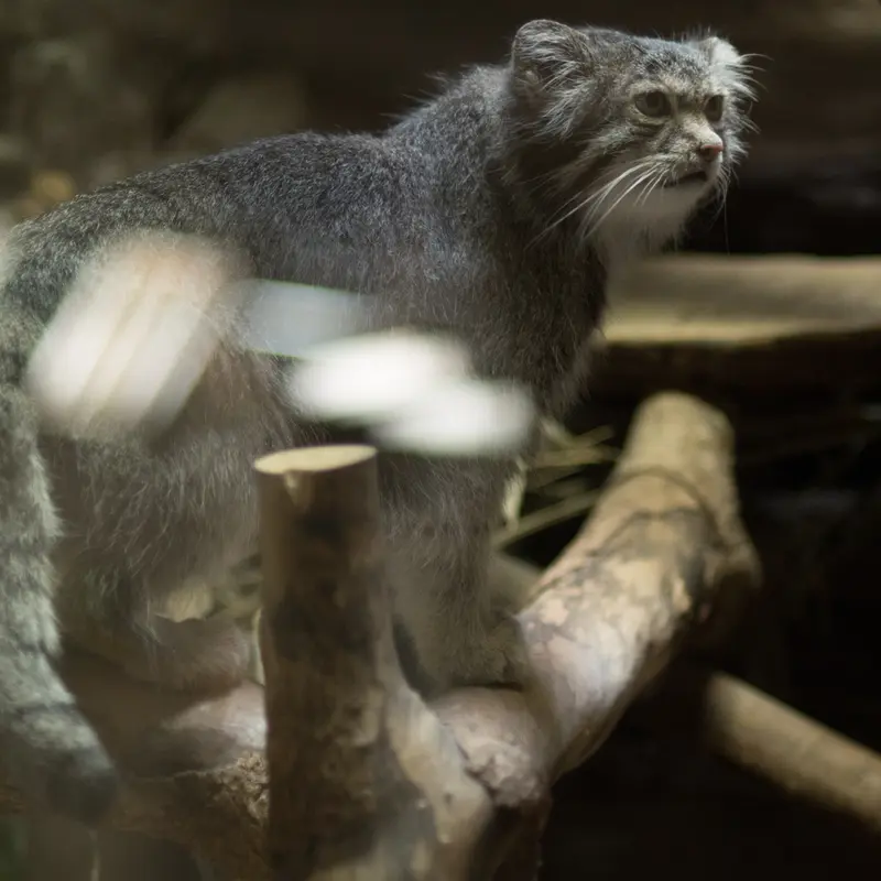 A photograph of Klyon in Ueno Zoological Gardens