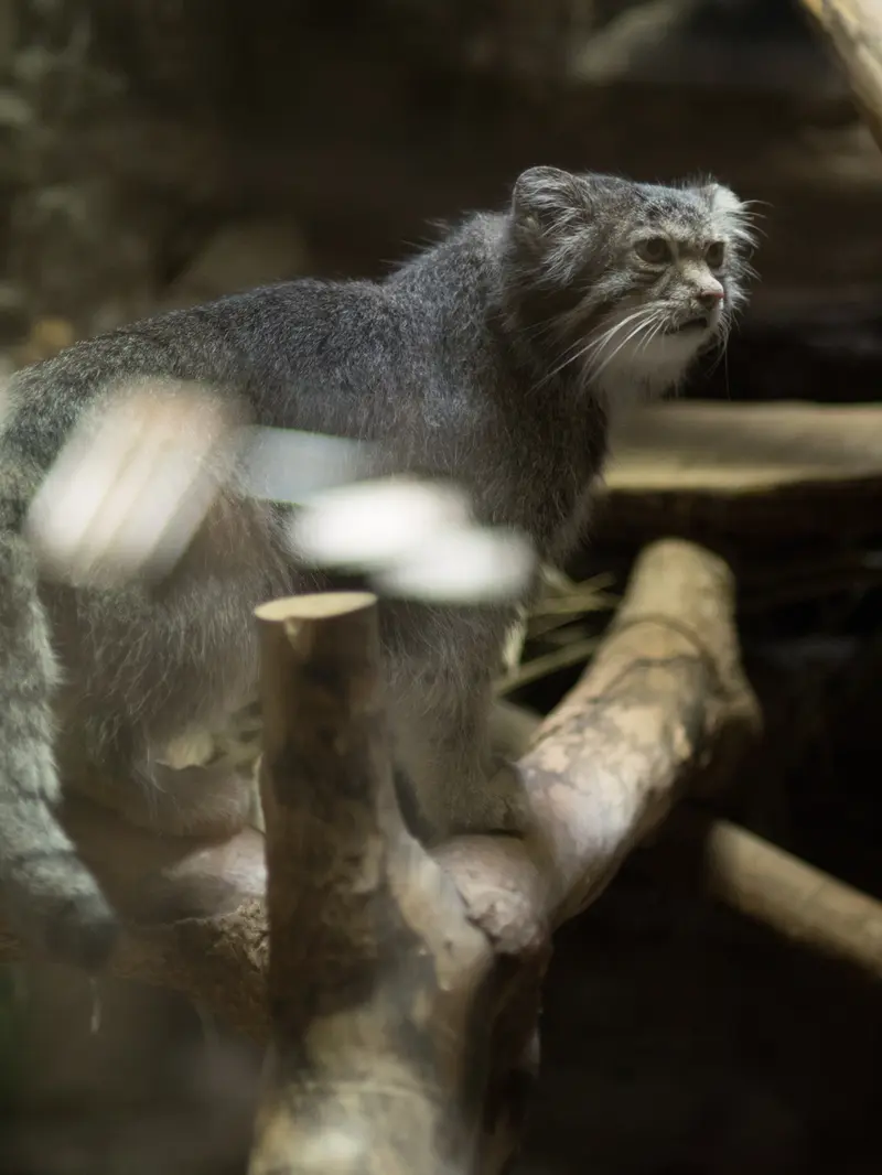 A photograph of Klyon in Ueno Zoological Gardens