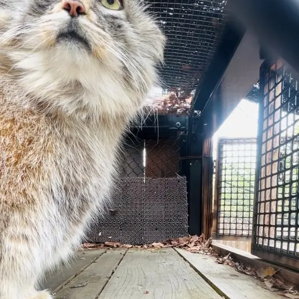 A photograph of Oliva in Saitama Children's Zoo