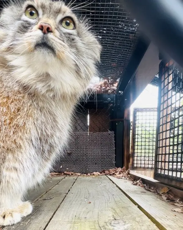 A photograph of Oliva in Saitama Children's Zoo