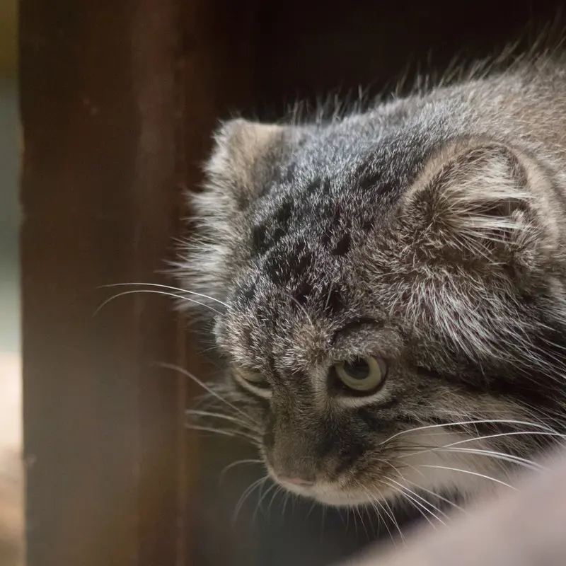 A photograph of Shafran in Ueno Zoological Gardens