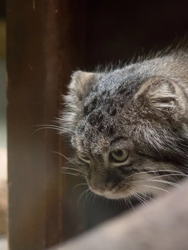 A photograph of Shafran in Ueno Zoological Gardens