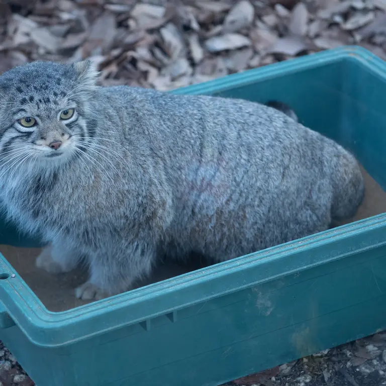 A photograph of Oto in Saitama Children's Zoo