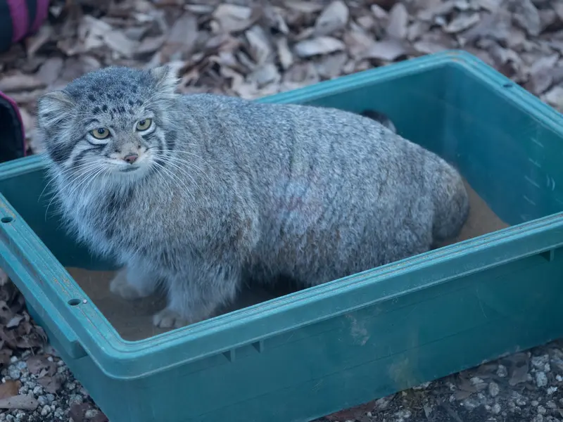 A photograph of Oto in Saitama Children's Zoo