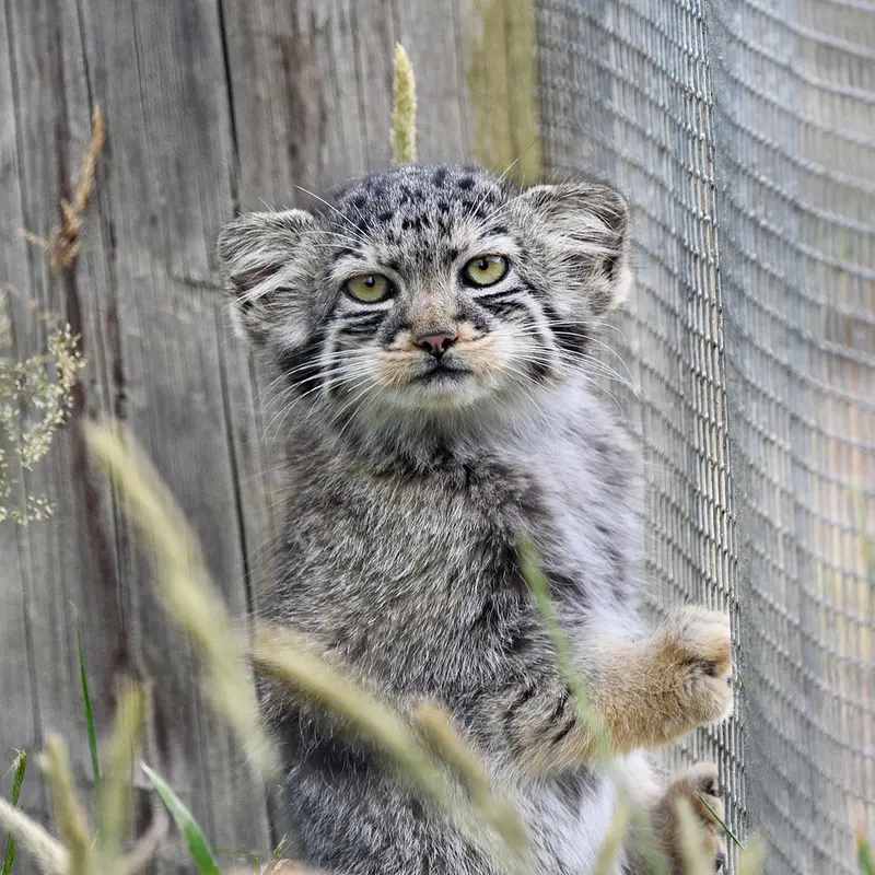 A photograph of a Pallas's cat in Port Lympne Wild Animal Park