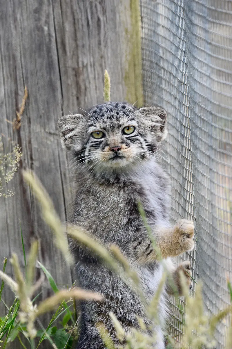 A photograph of a Pallas's cat in Port Lympne Wild Animal Park