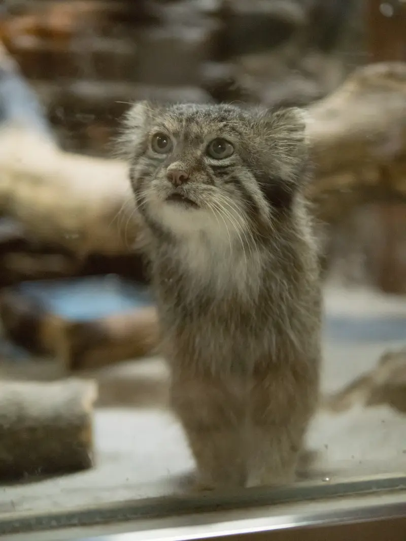 A photograph of Klyon in Ueno Zoological Gardens