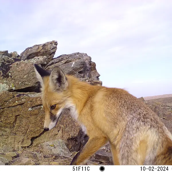 A photograph of Red fox from Karashoky camera trap