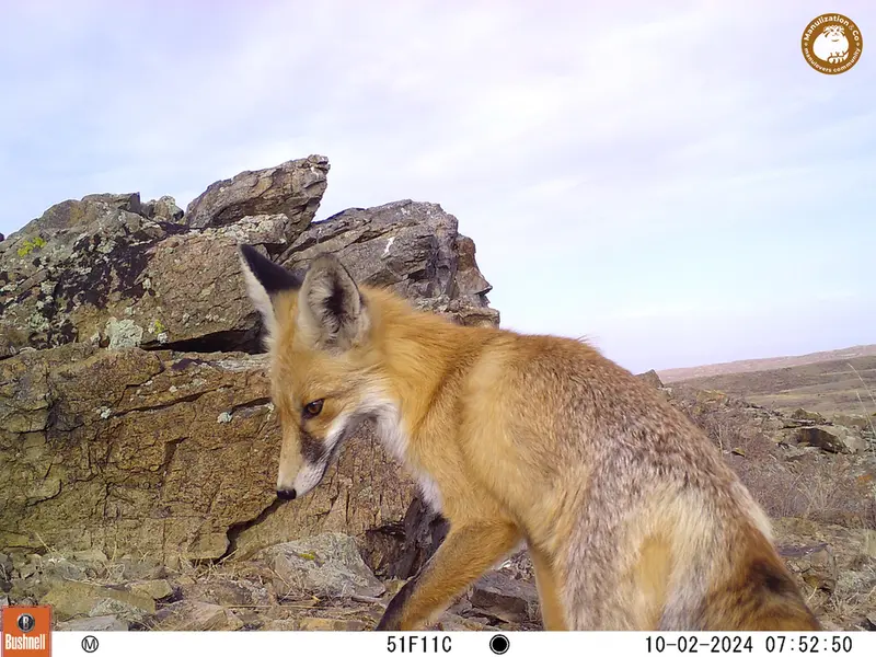 A photograph of Red fox from Karashoky camera trap