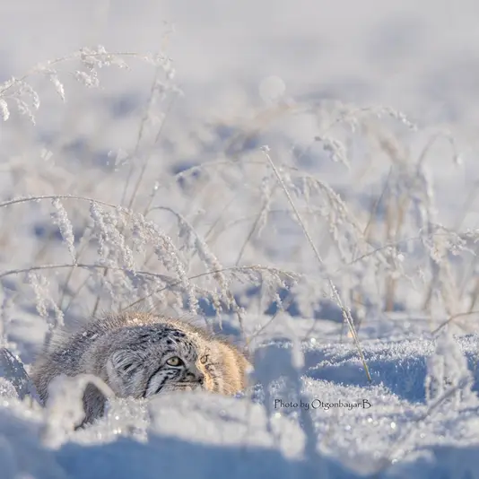 A photograph of a Pallas's cat